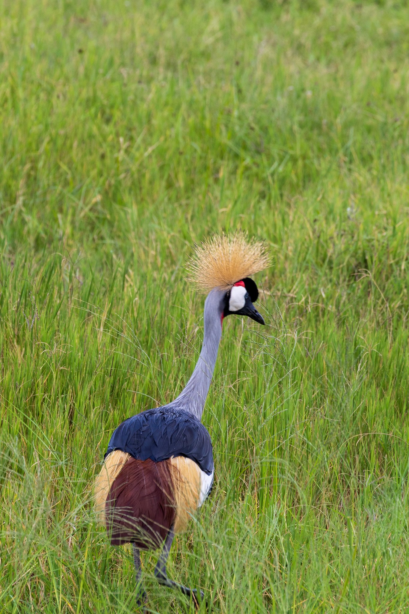 tanz21feb24ngorongoro37.jpg