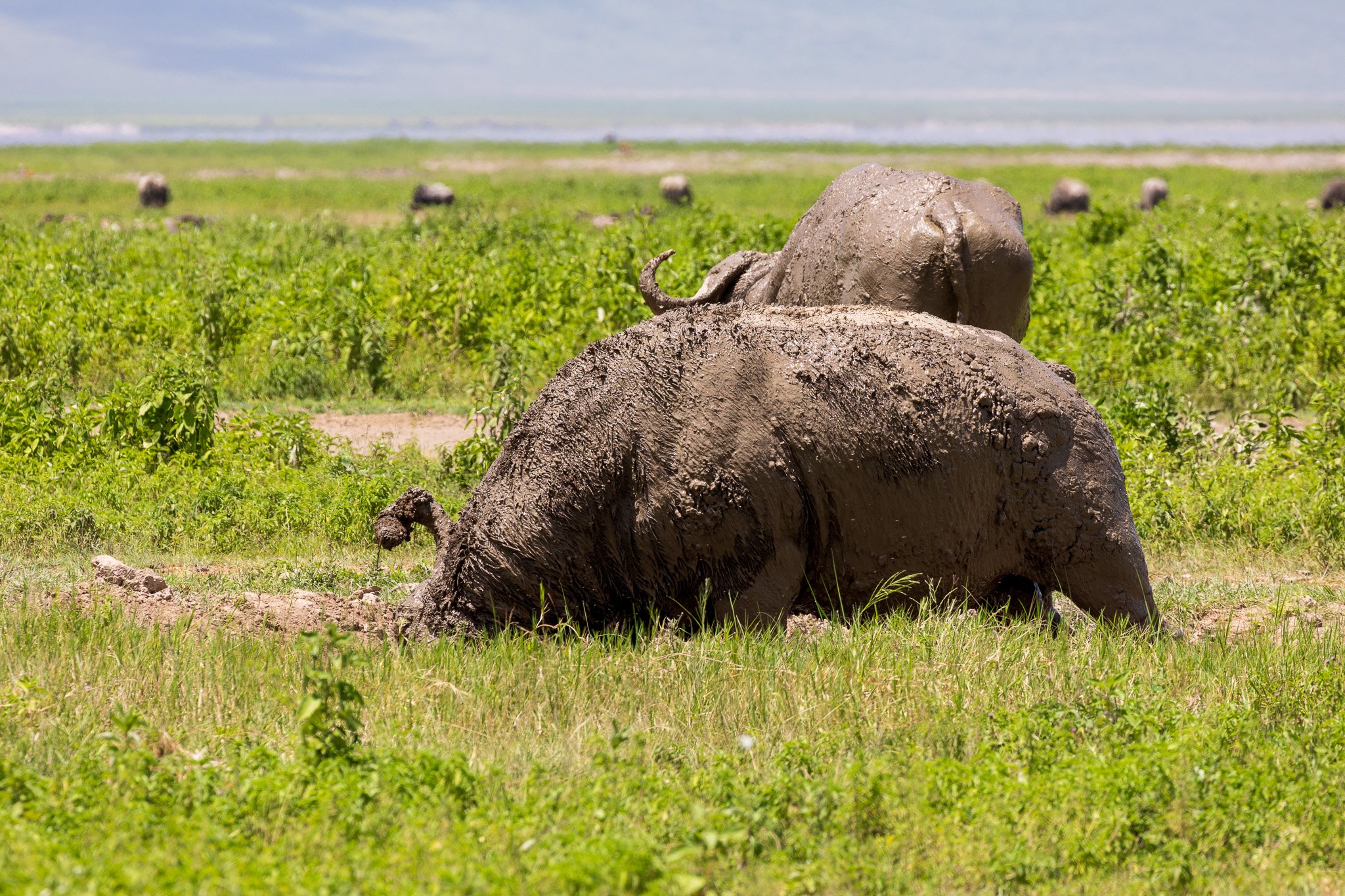 tanz21feb24ngorongoro46.jpg