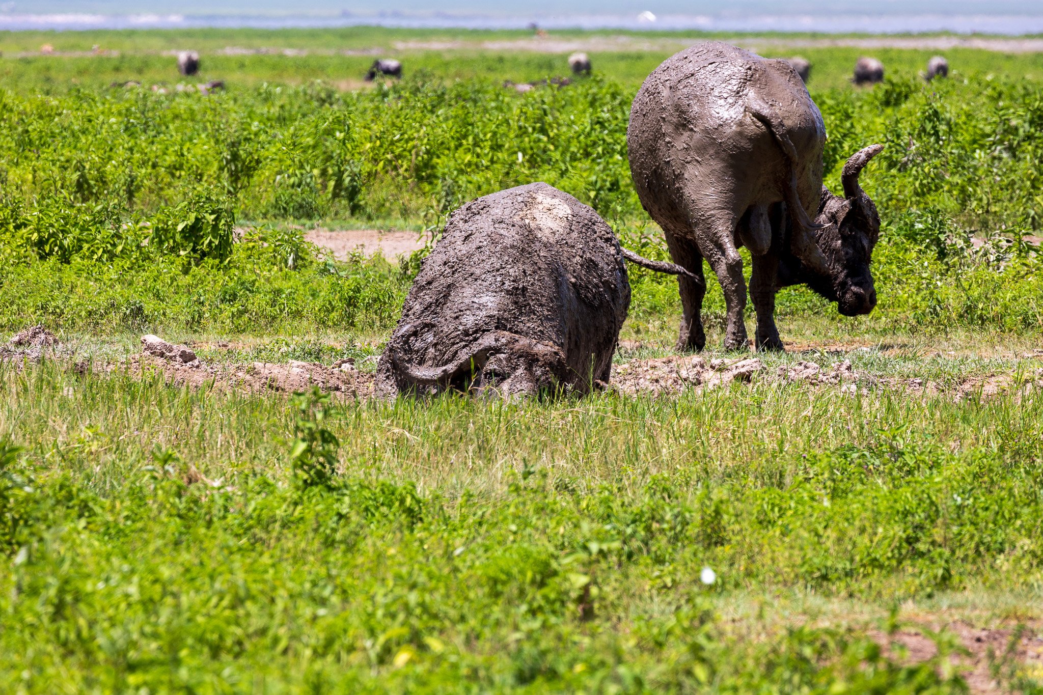 tanz21feb24ngorongoro48.jpg