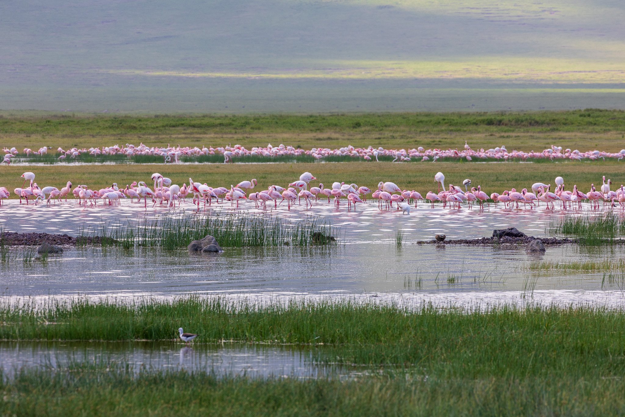 tanz21feb24ngorongoro81.jpg