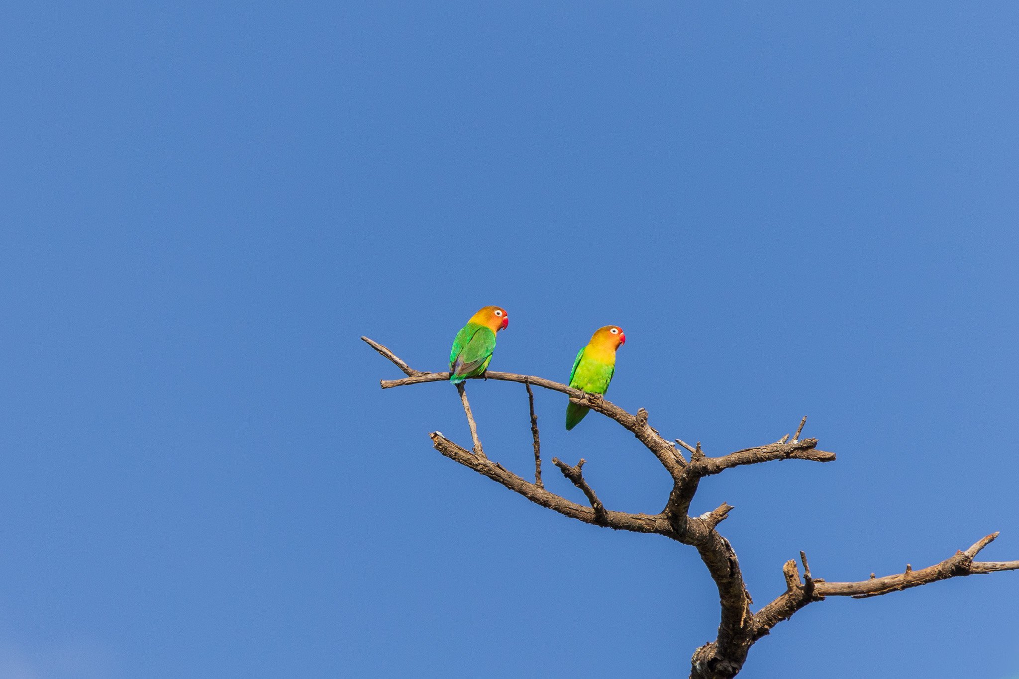 tanz21feb24serengeti10.jpg