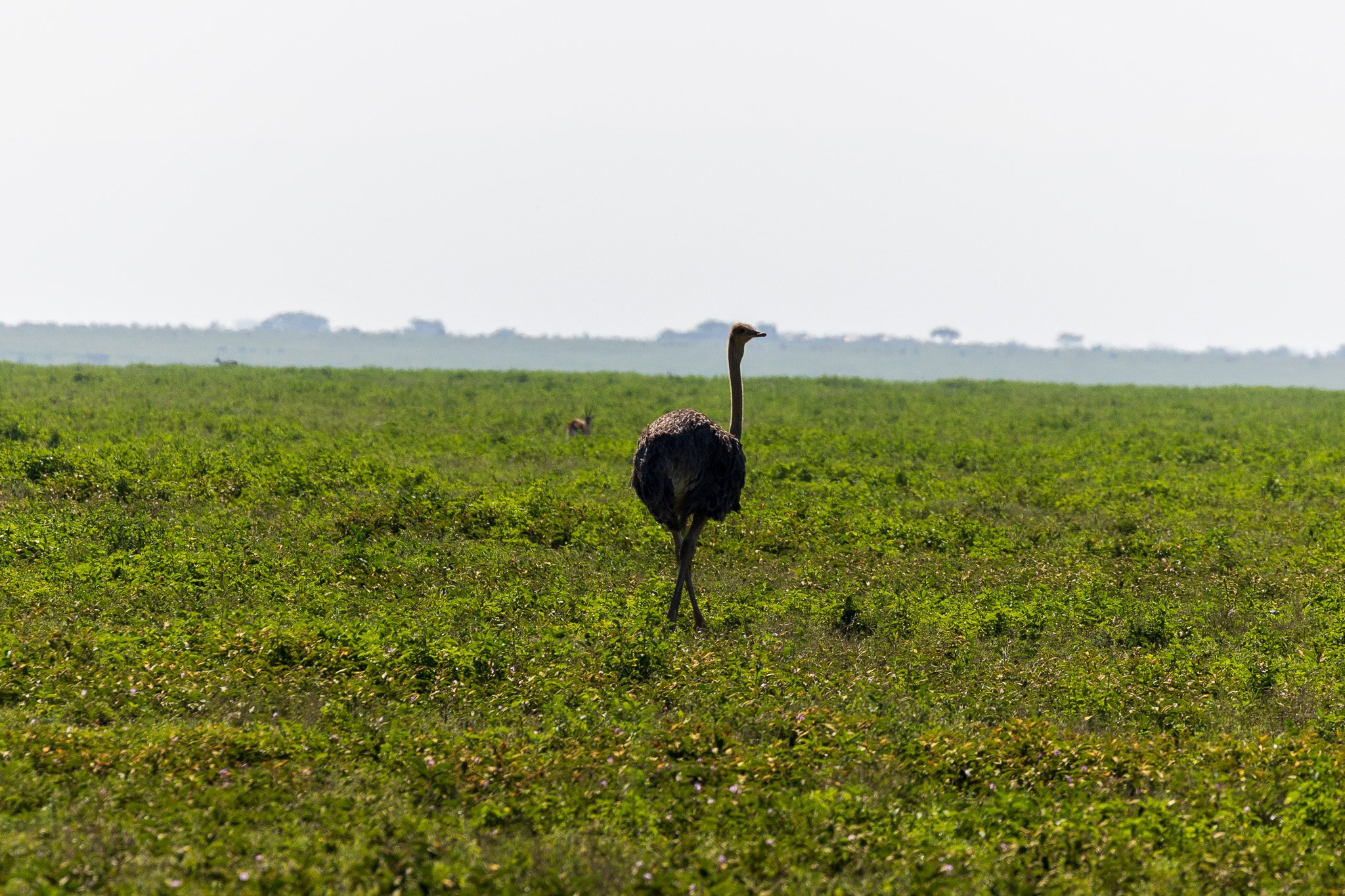 tanz21feb24serengeti24.jpg