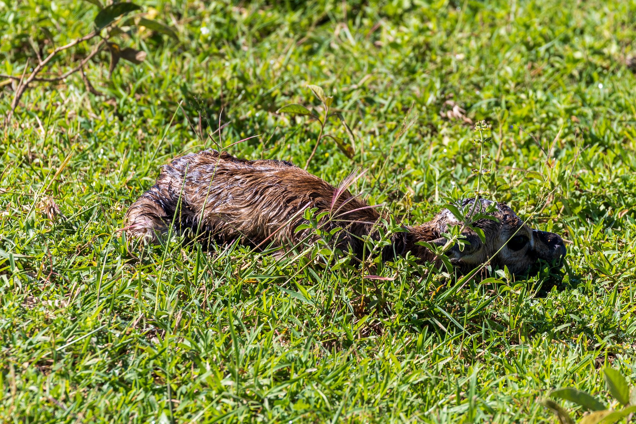 tanz21feb24serengeti32.jpg