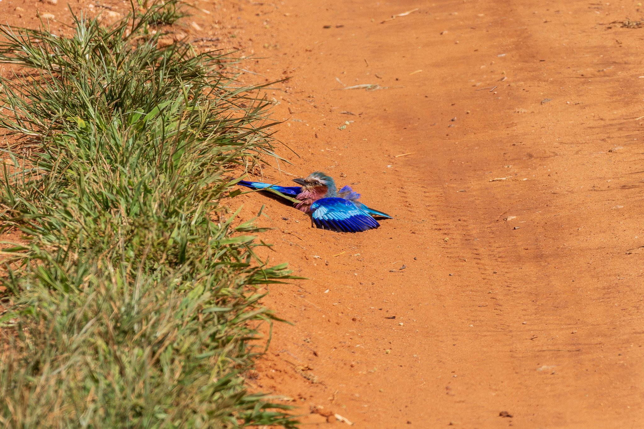 tanz22feb24tarangire126.jpg