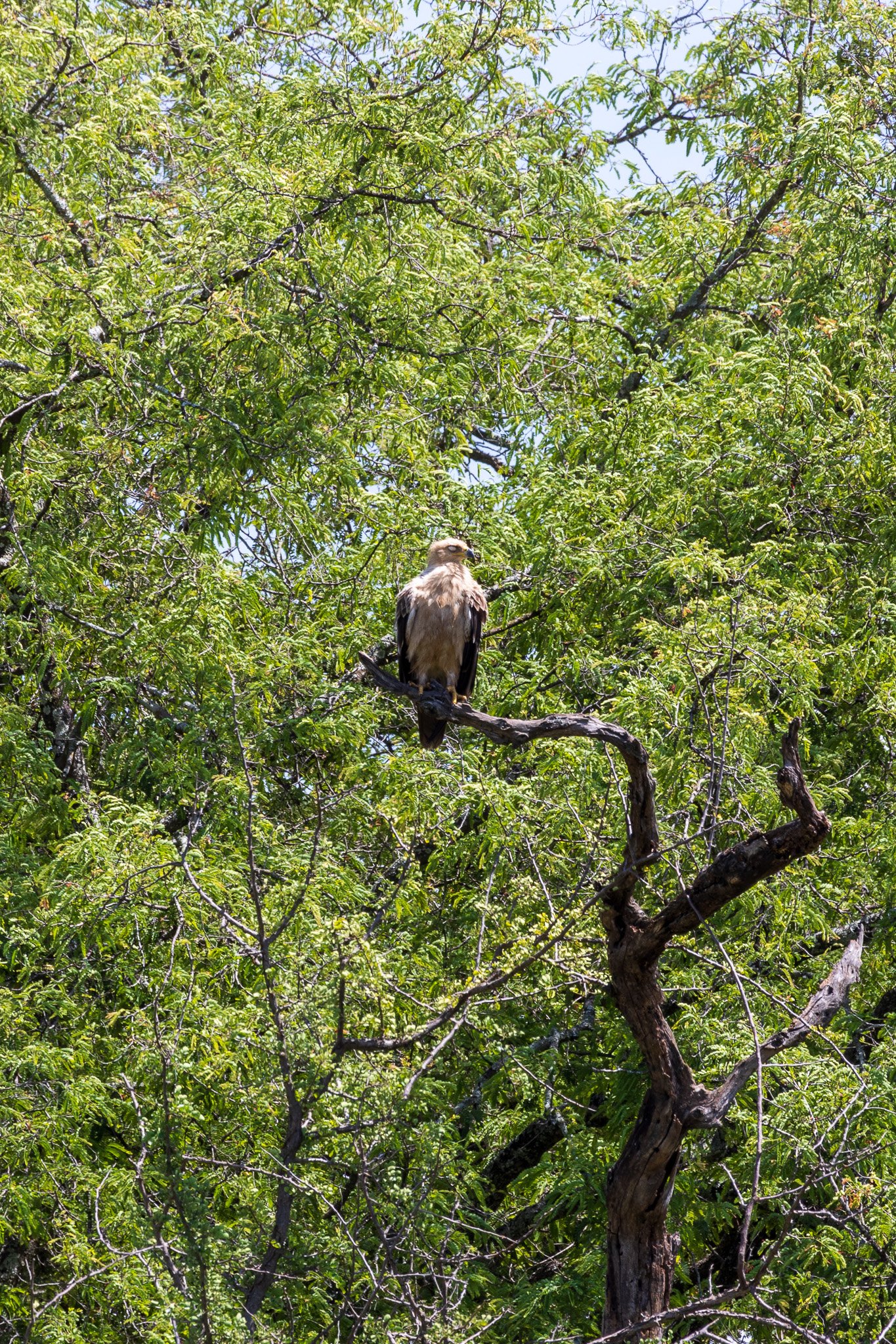 tanz22feb24tarangire19.jpg