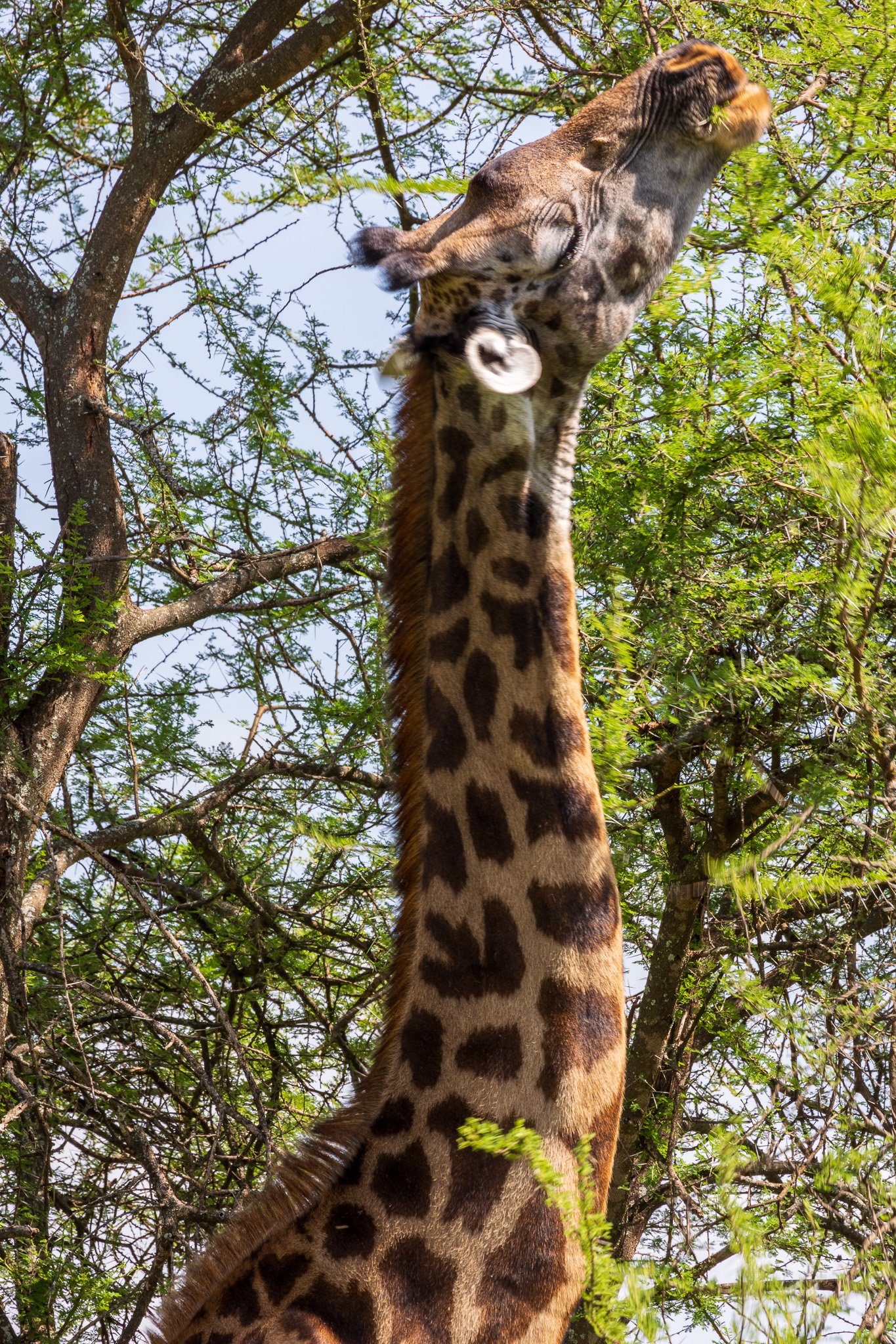 tanz22feb24tarangire83.jpg