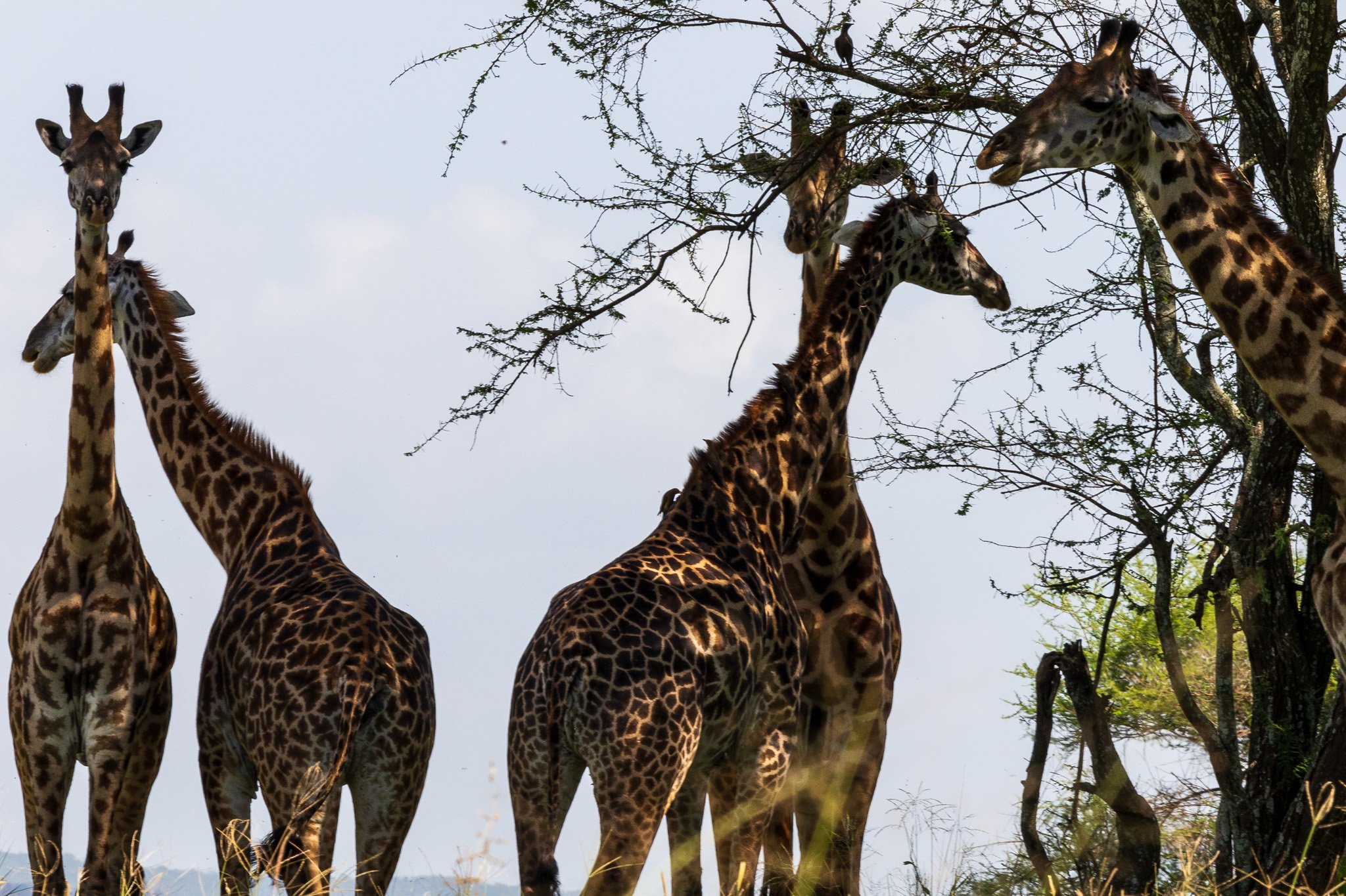 tanz22feb24tarangire85.jpg