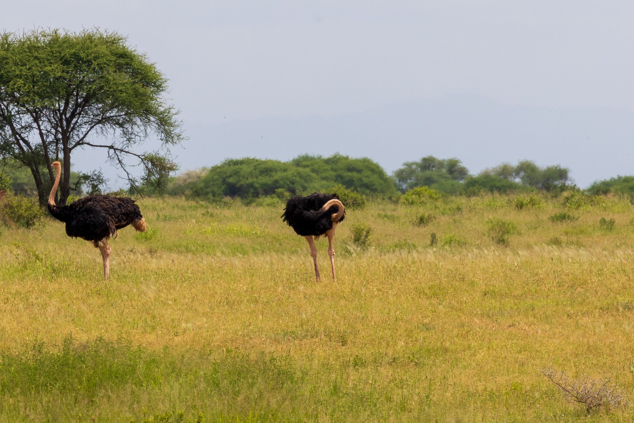 tanz23feb24tarangire147.jpg