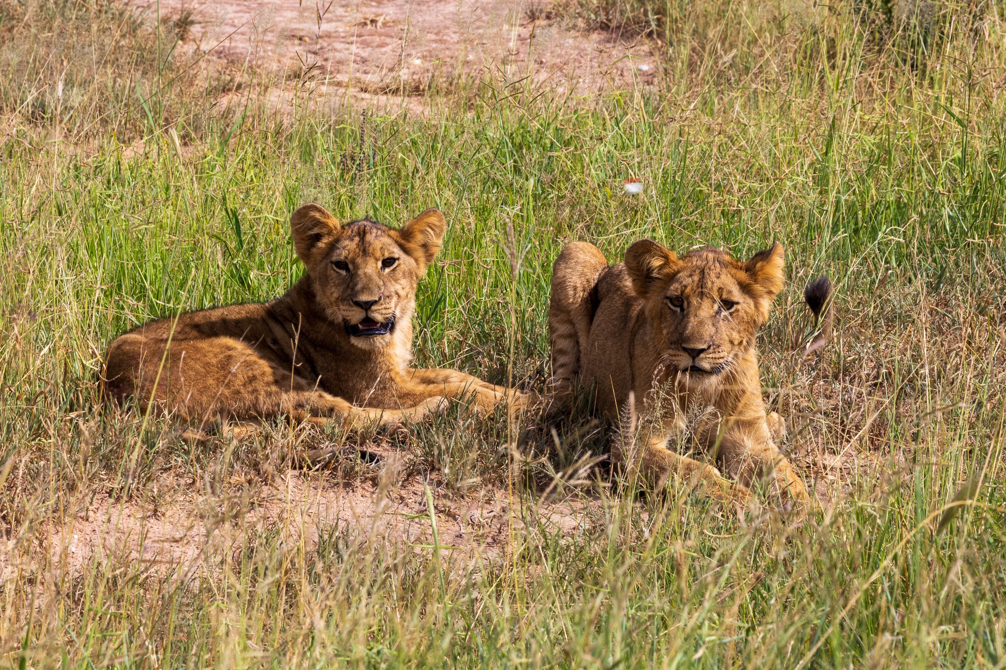 tanz23feb24tarangire214.jpg