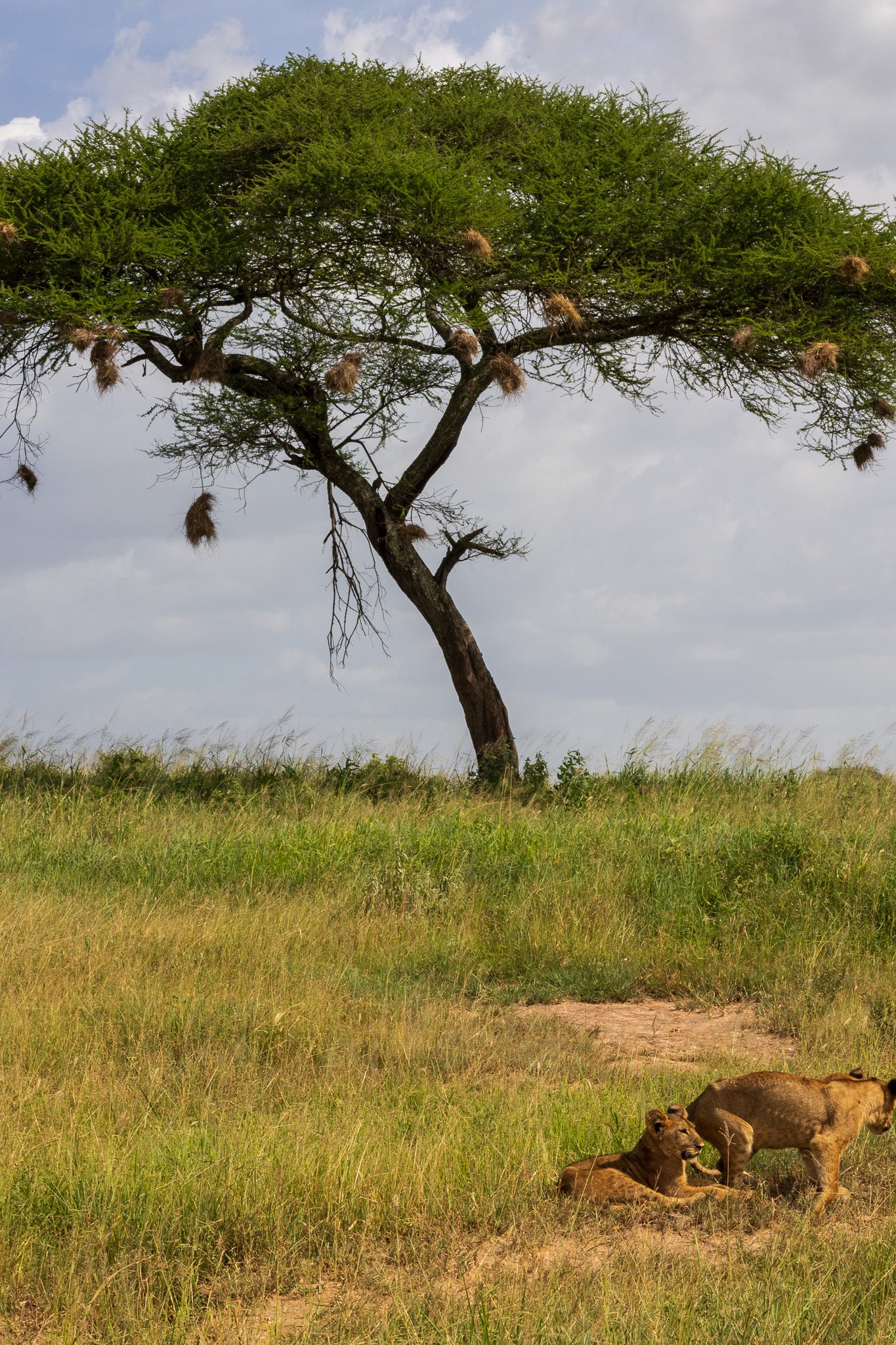 tanz23feb24tarangire218.jpg