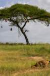 tanz23feb24tarangire218_small.jpg