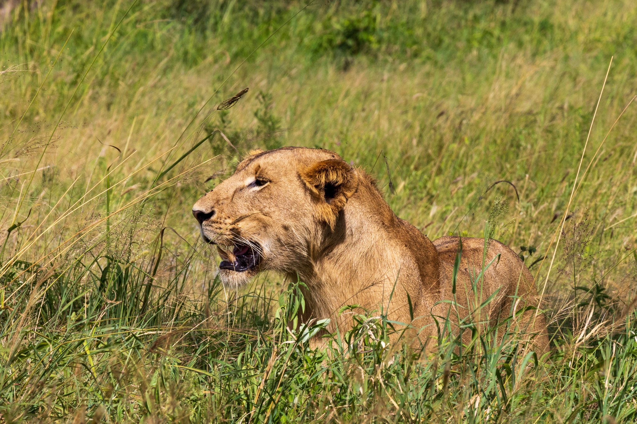 tanz23feb24tarangire239.jpg