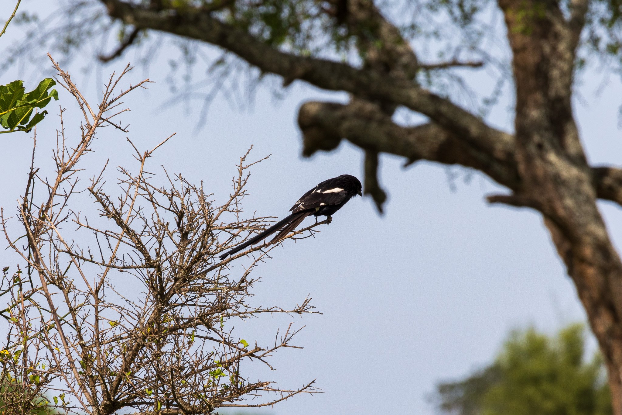tanz23feb24tarangire24.jpg