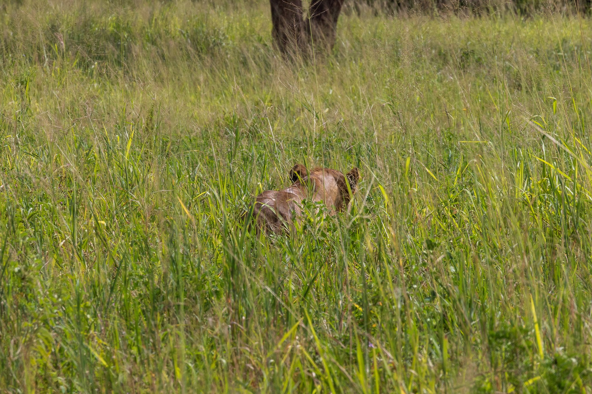 tanz23feb24tarangire241.jpg