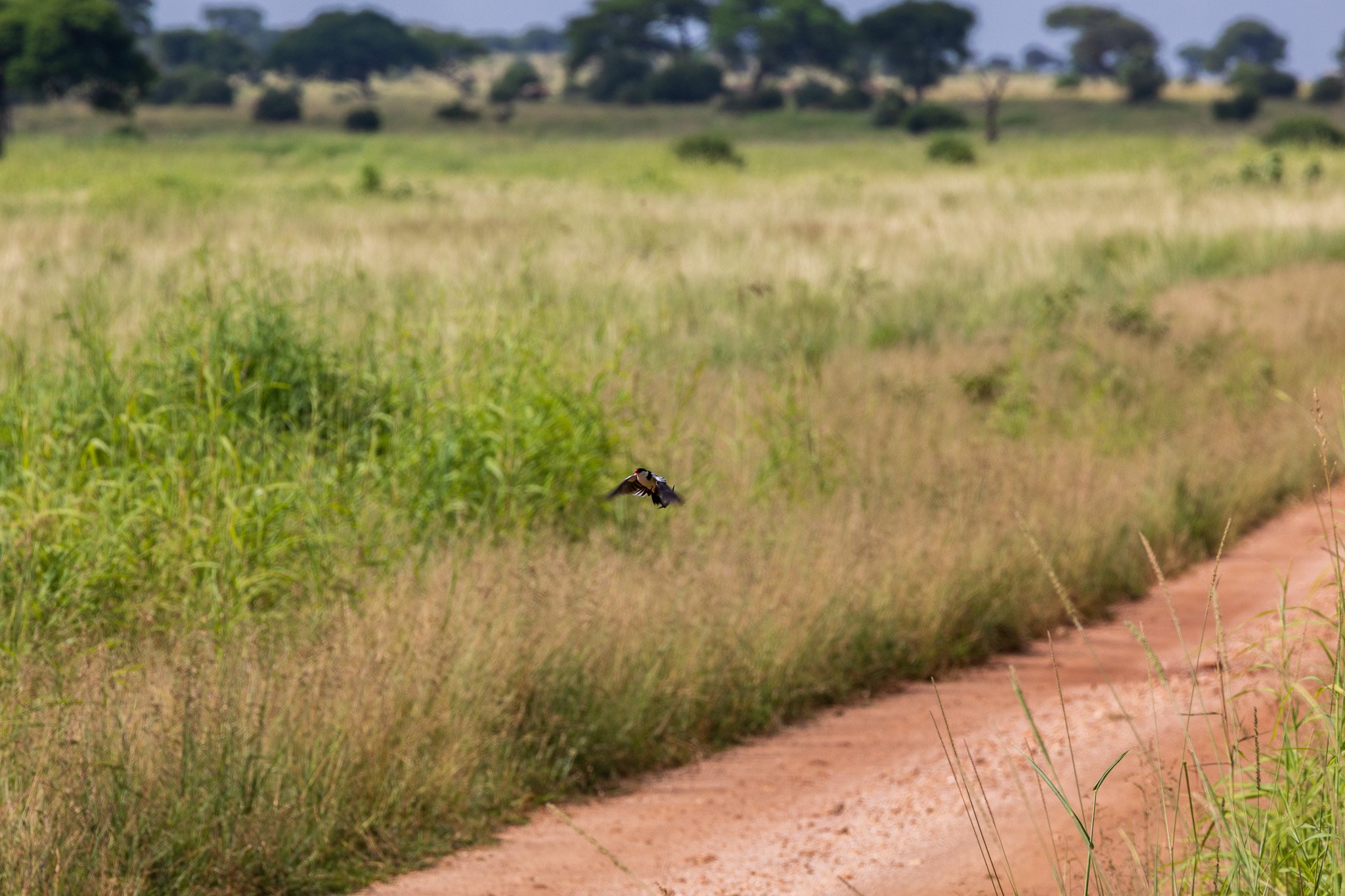 tanz23feb24tarangire38.jpg