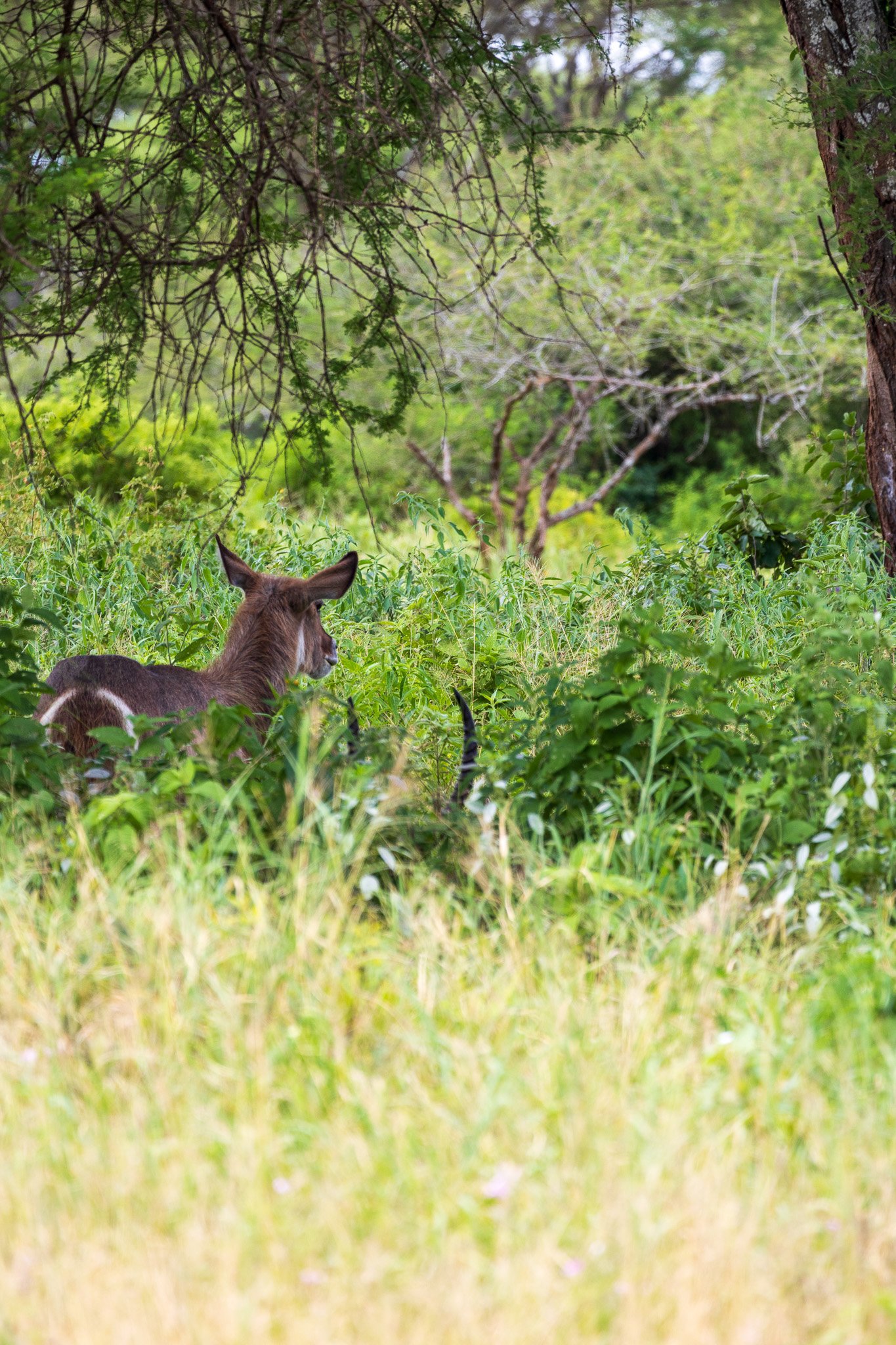tanz23feb24tarangire90.jpg