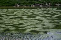 corno18_small.jpg