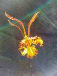 muse02_small.jpg