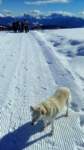 villandro2_dog_small.jpg