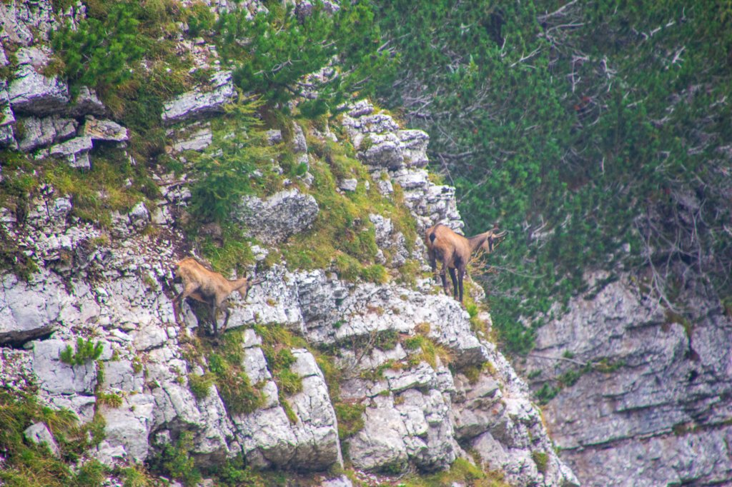 set15pasubio19.jpg