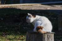 gatti_30gen2022_36_small.jpg