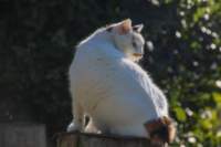 gatti_30gen2022_37_small.jpg
