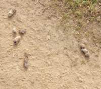 prignano4_small.jpg