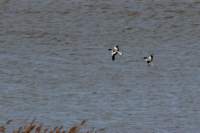 apr22_cai095_small.jpg