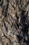brisighellagatti01_small.jpg