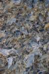 brisighellagatti02_small.jpg