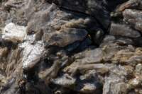 brisighellagatti04_small.jpg
