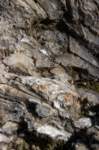 brisighellagatti11_small.jpg