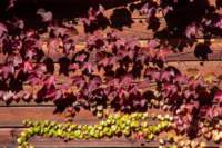 brisighellagatti14_small.jpg