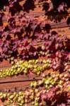 brisighellagatti18_small.jpg