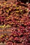 brisighellagatti19_small.jpg