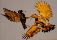 siena4_win16_wildlife_small.jpg