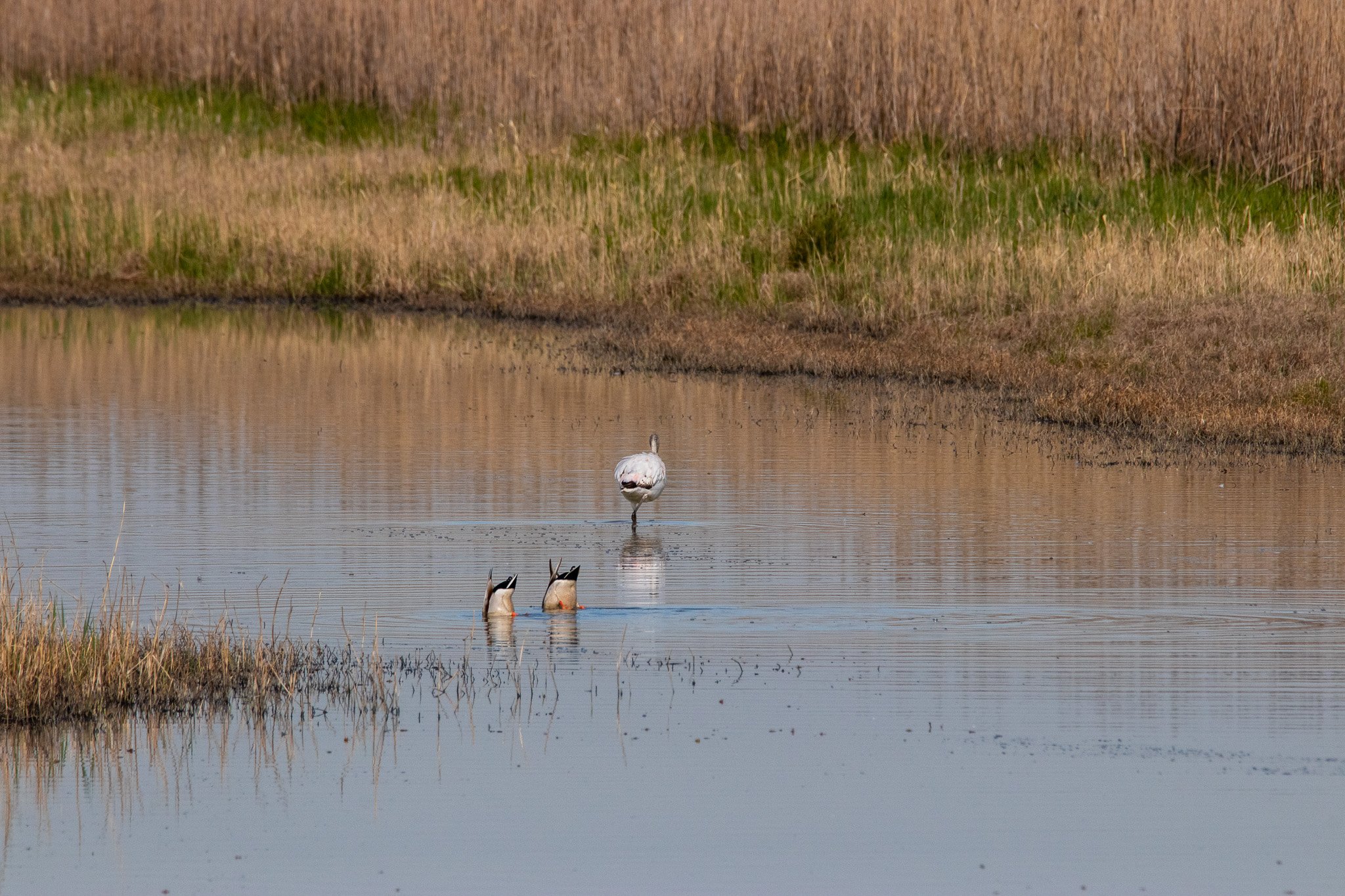 oasi_som29mar231080d.jpg