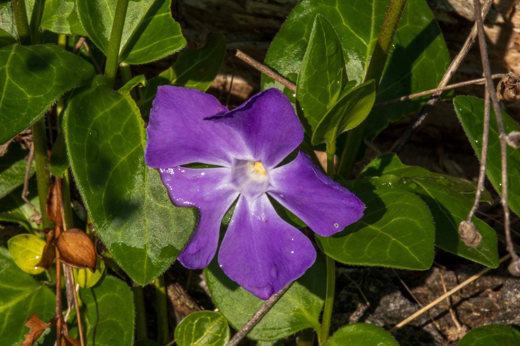 ciliegi3apr2342.jpg
