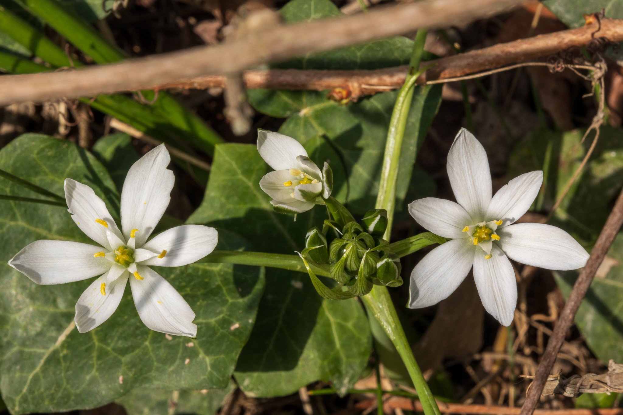 ciliegi3apr2357.jpg