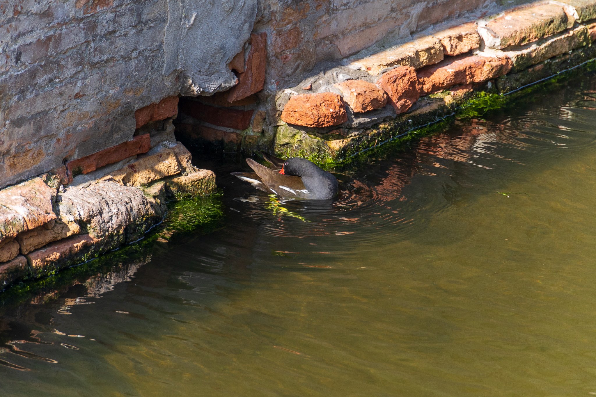 comacchio18apr23035.jpg