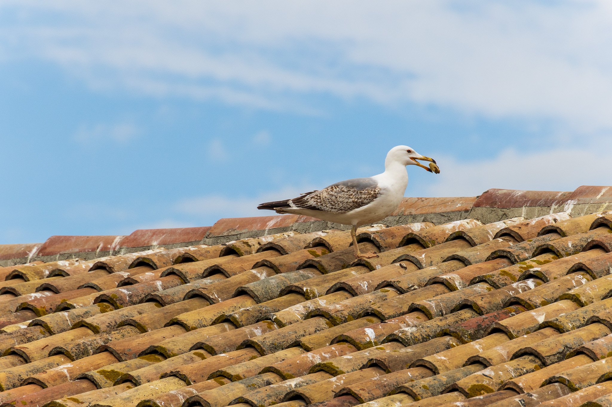 comacchio18apr23081.jpg