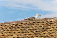 comacchio18apr23081_small.jpg
