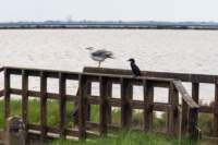 comacchio18apr23086_small.jpg