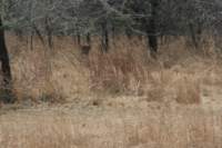 img_1245_small.jpg