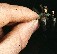 Modellismo