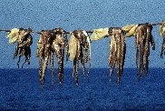 Grecia 1985 (polipi al sole nel Peloponneso)