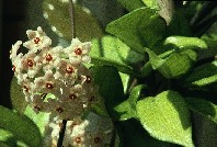 uno dei fiori del mio terrazzo