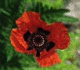 Irlanda 1992 (fiore nel giardino botanico di un castello)