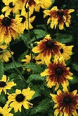 Francia 1986 (fiori nel giardino botanico di un castello)