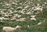 trekking delle Orobie (ovini sul sentiero)